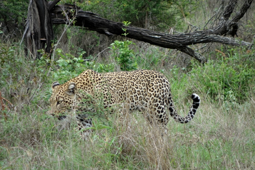 Sneaky leopard
