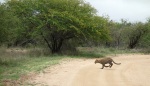 Leopard cub sprinting across the road